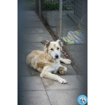 🐶 Altra Razza di 1 anno in adozione a Chioggia (VE) e in tutta Italia da associazione animali