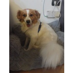 Gemma Cagnolina 3 anni e Mezzo Cerca casa - Taglia Medio Piccola - Foto n. 2