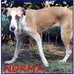 🐶 Altra Razza femmina in adozione a Roma (RM) e in tutta Italia da privato