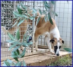 Norma un po' Timorsa Sogna una Famiglia - Foto n. 2