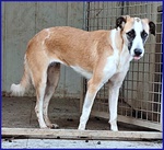 Norma un po' Timorsa Sogna una Famiglia - Foto n. 3