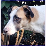 Norma un po' Timorsa Sogna una Famiglia - Foto n. 4