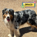 🐶 Australian Shepherd Maschio di 4 anni in Adozione a Latina (lt) e in Tutta Italia da Associazione Animali