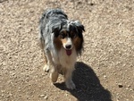 Draco Australian Sheperd blu Merle Cerca casa - in Adozione - Foto n. 2