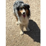 Draco Australian Sheperd blu Merle Cerca casa - in Adozione - Foto n. 3
