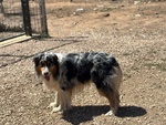 Draco Australian Sheperd blu Merle Cerca casa - in Adozione - Foto n. 4