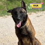 🐶 Pastore Belga Maschio di 8 anni in Adozione a Latina (lt) e in Tutta Italia da Associazione Animali