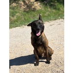 Riuk - Pastore Belga Malinois Cerca casa - in Adozione - Foto n. 2