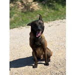 Riuk - Pastore Belga Malinois Cerca casa - in Adozione - Foto n. 3