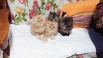 🐱 Persiano in Vendita a Torino (to) da Privato