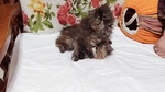 Cuccioli di Persiano - Foto n. 3
