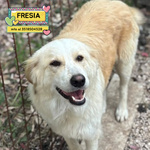 🐶 Altra Razza femmina di 1 anno e 4 mesi in adozione a Latina (LT) e in tutta Italia da associazione animali