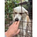 Fresia mix Golden Retriever 1 anno e Mezzo Cerca casa - in Adozione - Foto n. 2