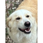 Fresia mix Golden Retriever 1 anno e Mezzo Cerca casa - in Adozione - Foto n. 3