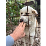 Fresia mix Golden Retriever 1 anno e Mezzo Cerca casa - in Adozione - Foto n. 4