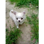 🐶 Chihuahua maschio di 7 settimane (cucciolo) in vendita a Asti (AT) e in tutta Italia da privato