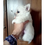 Cucciolo di Chihuahua a pelo Lungo Maschio - Foto n. 2