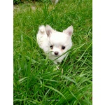 Cucciolo di Chihuahua a pelo Lungo Maschio - Foto n. 3