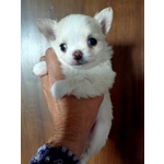Cucciolo di Chihuahua a pelo Lungo Maschio - Foto n. 4
