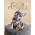 🐶 Bulldog Francese in vendita a Milano (MI) e in tutta Italia da privato