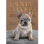 🐶 Bulldog Francese in vendita a Milano (MI) e in tutta Italia da privato