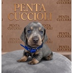🐶 Bassotto in vendita a Milano (MI) e in tutta Italia da privato