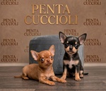 🐶 Chihuahua in vendita a Milano (MI) e in tutta Italia da privato