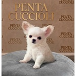🐶 Chihuahua in vendita a Milano (MI) e in tutta Italia da privato