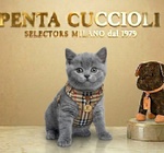 🐱 British in Vendita a Milano (mi) e in Tutta Italia da Privato