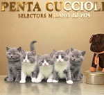 🐱 British in Vendita a Milano (mi) e in Tutta Italia da Privato