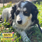 🐶 Altra Razza maschio di 7 anni in adozione a Latina (LT) e in tutta Italia da associazione animali