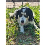 Balto Dolce Cagnolino 7 anni Cerca casa - Taglia Medio Piccola in Adozione - Foto n. 2
