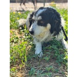 Balto Dolce Cagnolino 7 anni Cerca casa - Taglia Medio Piccola in Adozione - Foto n. 3