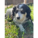 Balto Dolce Cagnolino 7 anni Cerca casa - Taglia Medio Piccola in Adozione - Foto n. 4