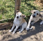 🐶 Altra Razza femmina in adozione a Milano (MI) e in tutta Italia da privato