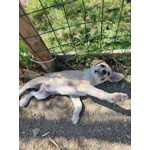 Sole e mela Adorabili Cucciole - Foto n. 2