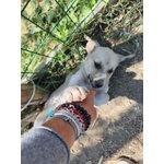 Sole e mela Adorabili Cucciole - Foto n. 3