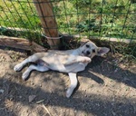 Sole e mela Adorabili Cucciole - Foto n. 4