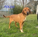 Poldo Esuberante ed Affettuoso! - Foto n. 2