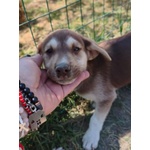 🐶 Altra Razza maschio in adozione a Milano (MI) e in tutta Italia da privato