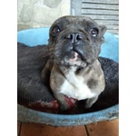 🐶 Bouledogue femmina in adozione a Milano (MI) e in tutta Italia da privato