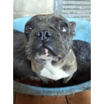 Rossella Dolcissima! Bouledogue Francese - Foto n. 2