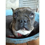 Rossella Dolcissima! Bouledogue Francese - Foto n. 3