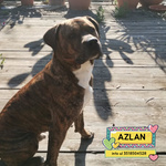🐶 Altra Razza maschio di 4 anni in adozione a Latina (LT) e in tutta Italia da associazione animali