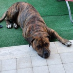 Azlan - mix cane Corso 4 anni Cerca casa - in Adozione - Foto n. 2