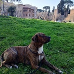 Azlan - mix cane Corso 4 anni Cerca casa - in Adozione - Foto n. 3