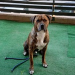 Azlan - mix cane Corso 4 anni Cerca casa - in Adozione - Foto n. 4