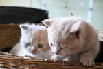 🐱 British in Vendita a Bergamo (bg) e in Tutta Italia da Privato