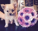 Cuccioli Bellissimi di Chihuahua - Foto n. 2
