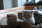 Cuccioli British Shorthair con Pedigree - Foto n. 2